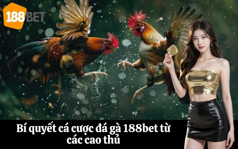 Bí quyết cá cược đá gà 188bet từ các cao thủ