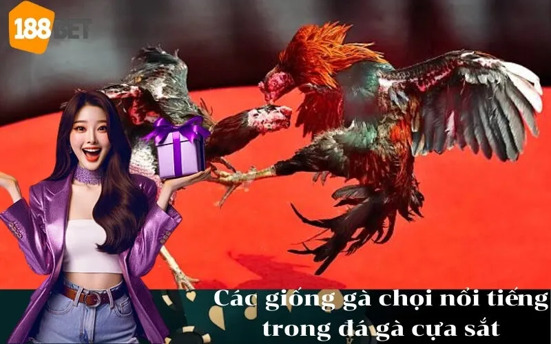 Các giống gà chọi nổi tiếng trong đá gà cựa sắt