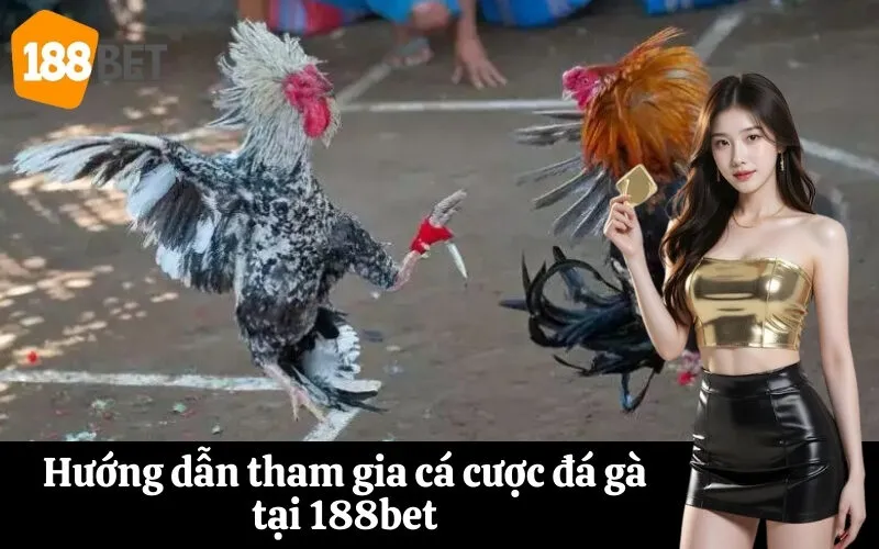 Hướng dẫn tham gia cá cược đá gà tại 188bet