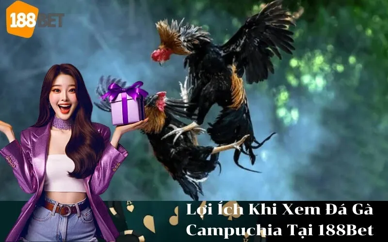 Lợi Ích Khi Xem Đá Gà Campuchia Tại 188Bet
